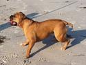 Olde english bulldogge Bullgaards Emma
