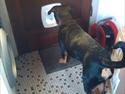 Rottweiler Samson
