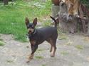Dvaergpinscher Mushu