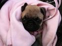 Mops Perzie
