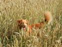 Nova scotia duck tolling retriever Shaggy Tollers Kenhu Danzing Zico R.I.P