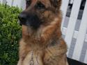 Schæferhund Zita (chefen)