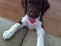 Engelsk springer spaniel Coco