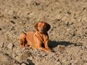Rhodesian ridgeback Kianga