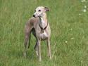 Whippet Erna