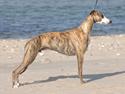Whippet Duke