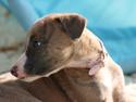 Whippet Buffy