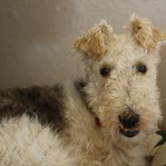 Ruhåret foxterrier Vega - My soulmate <3