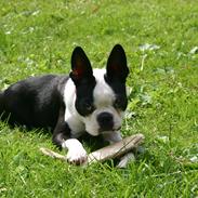 Boston terrier Wilma