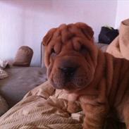 Shar pei Belle