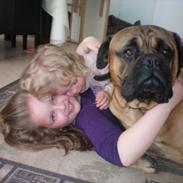 Bullmastiff Ace of Beton`s Agori (Cujo)
