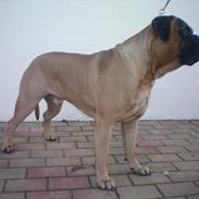 Bullmastiff Ace of Beton`s Agori (Cujo)