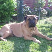 Bullmastiff Ace of Beton`s Agori (Cujo)