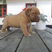 Dogue de bordeaux Obelix
