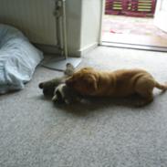 Dogue de bordeaux Obelix