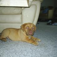 Dogue de bordeaux Obelix