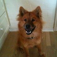 Eurasier Kærlundegårds Unun