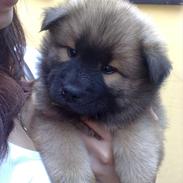 Eurasier Kærlundegårds Unun