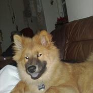 Eurasier Kærlundegårds Unun