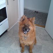 Eurasier Kærlundegårds Unun