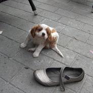 Cavalier king charles spaniel Bailey