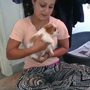 Cavalier king charles spaniel Bailey