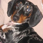 Gravhund Lady