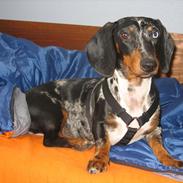 Gravhund Lady