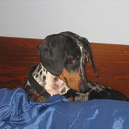 Gravhund Lady