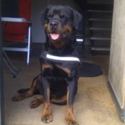 Rottweiler Yake Lanoz