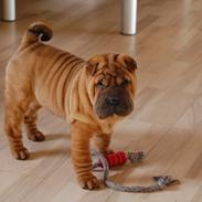 Shar pei Cherry Kiss