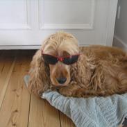 Cocker spaniel Amber rose (Trille)