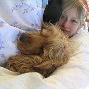 Cocker spaniel Amber rose (Trille)