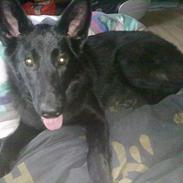 Blanding af racer Chika