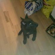 Blanding af racer Chika