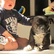 Staffordshire bull terrier Kosmo R.I.P Mors Dreng 