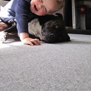 Staffordshire bull terrier Kosmo R.I.P Mors Dreng