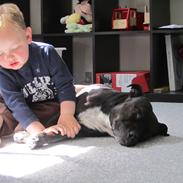 Staffordshire bull terrier Kosmo R.I.P Mors Dreng