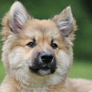 Islandsk fårehund Victor