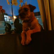 Border terrier Fiona Abigail