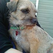 Border terrier Fiona Abigail