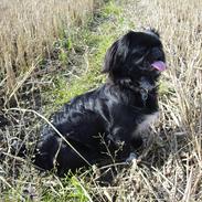 Pekingeser Lulu