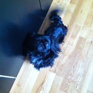 Pekingeser Lulu