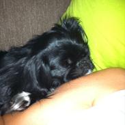 Pekingeser Lulu