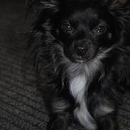 Blanding af racer Oscar