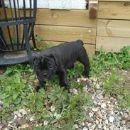 Olde english bulldogge Mariegaard's Agnes