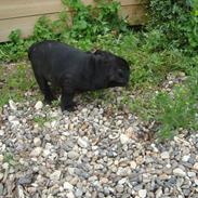 Olde english bulldogge Mariegaard's Agnes