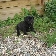 Olde english bulldogge Mariegaard's Agnes