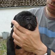 Olde english bulldogge Mariegaard's Agnes