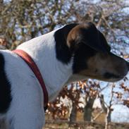 Dansk svensk gaardhund Sofie * R.I.P* 